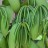 Green pods on a vanilla plant
